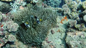Twobar anemonfish, SCUBA diving Sodwana Bay, Souh Africa