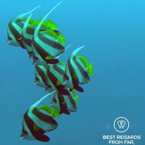 Coachman, SCUBA diving Sodwana Bay, Souh Africa.