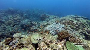 SCUBA diving Sodwana Bay, Souh Africa