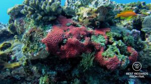 SCUBA diving Sodwana Bay, Souh Africa