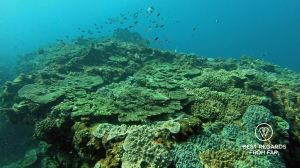 SCUBA diving Sodwana Bay, Souh Africa