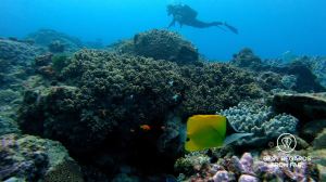 Writer Marcella van Alphen SCUBA diving Sodwana Bay amongst tropical fish, Souh Africa.