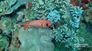 SCUBA diving Sodwana Bay, Souh Africa