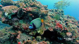 Emperor angelfish, SCUBA diving Sodwana Bay, Souh Africa.