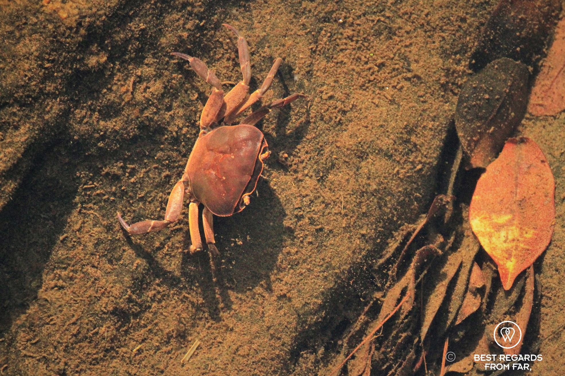 Fresh water crab in the Mac Mac Pools, Sabie, Blyde River Canyon, South Africa