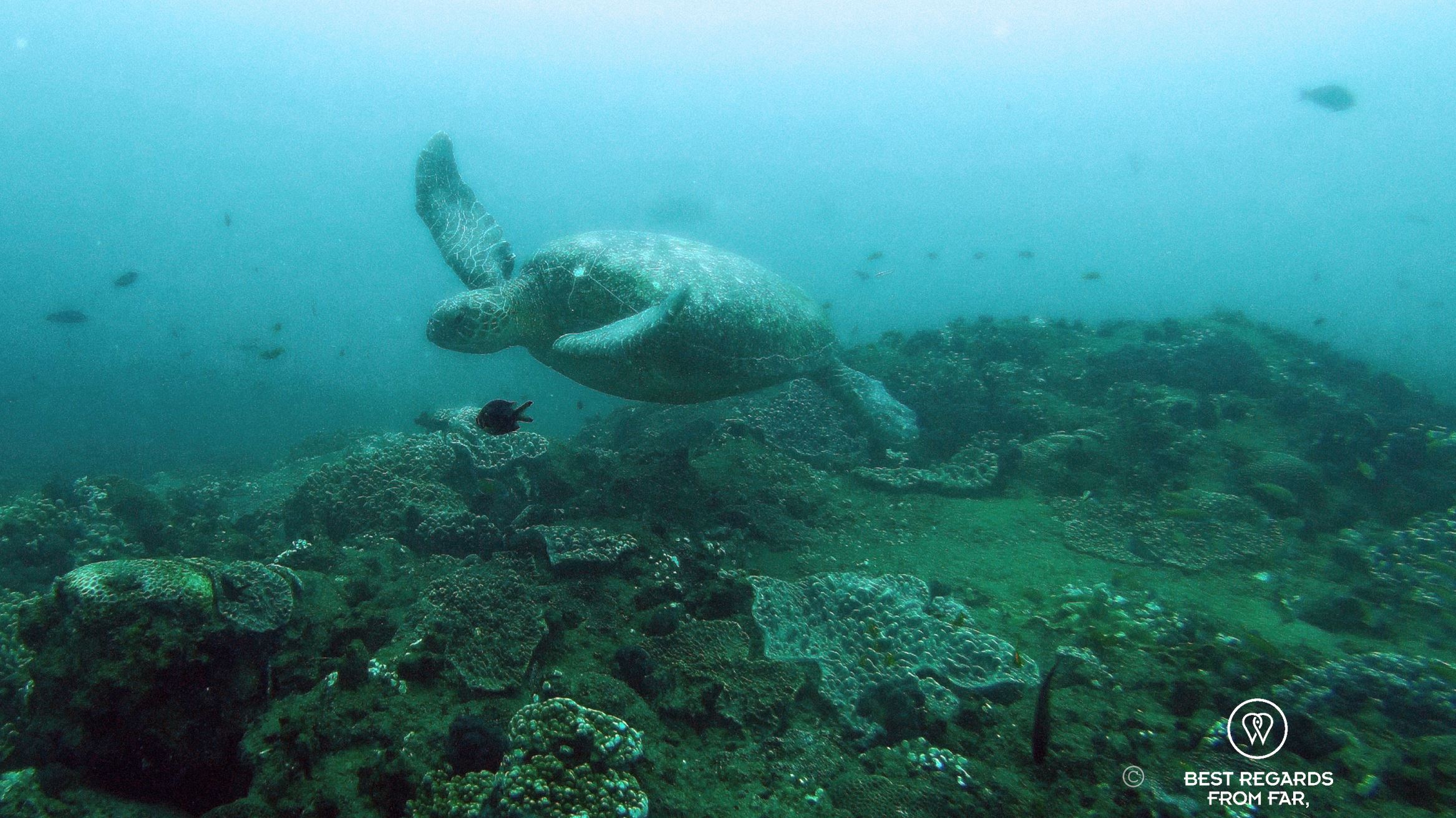Green turtle while SCUBA diving Sodwana Bay, Souh Africa