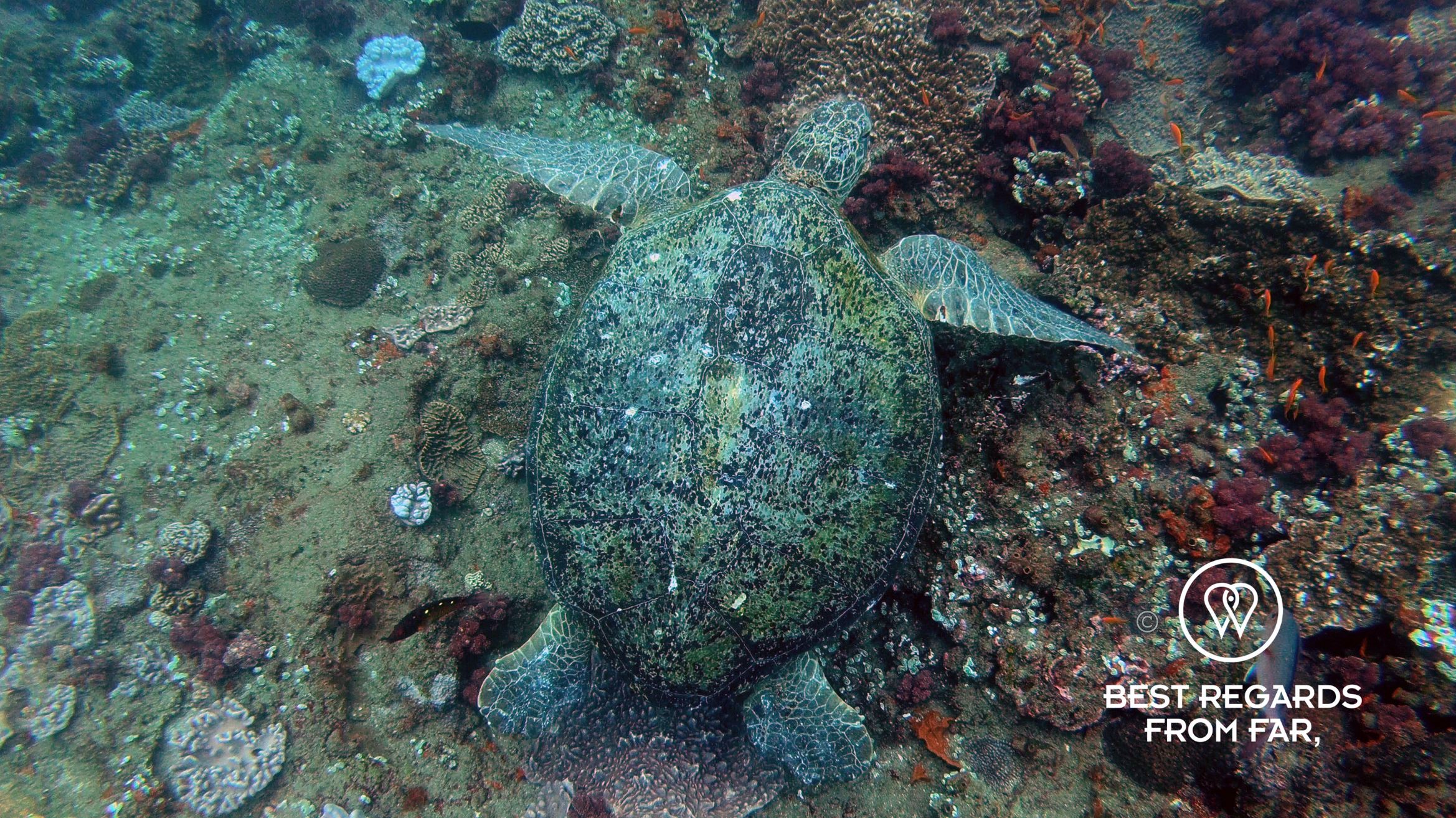 Green turtle while SCUBA diving Sodwana Bay, Souh Africa