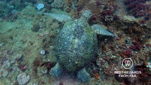 Green turtle while SCUBA diving Sodwana Bay, Souh Africa