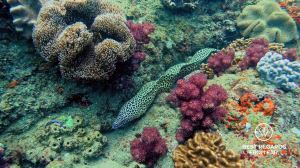 Honeycomb moray eel swimming amongst the coral while SCUBA diving Sodwana Bay, Souh Africa.