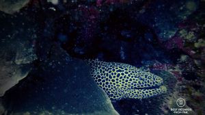 Honeycomb moray eel, SCUBA diving Sodwana Bay, Souh Africa.