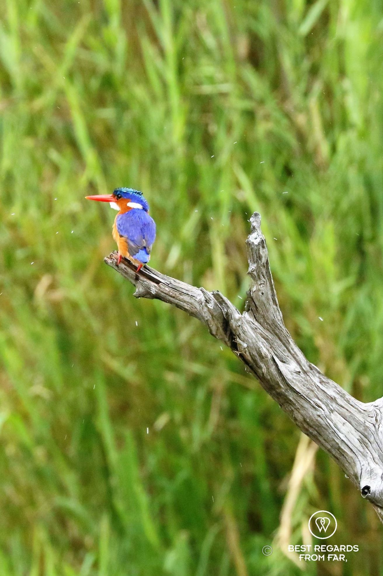 Malachite Kingfisher, geckoing Sabie, South Africa