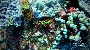 Colourful nudibranch amongst the coral, SCUBA diving Sodwana Bay, Souh Africa.