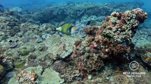 Titan triggerfish, SCUBA diving Sodwana Bay, Souh Africa.