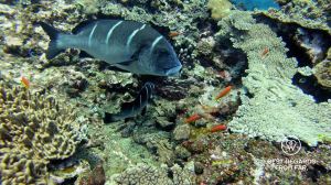 Whitebarred rubberlip fish while SCUBA diving Sodwana Bay, Souh Africa.