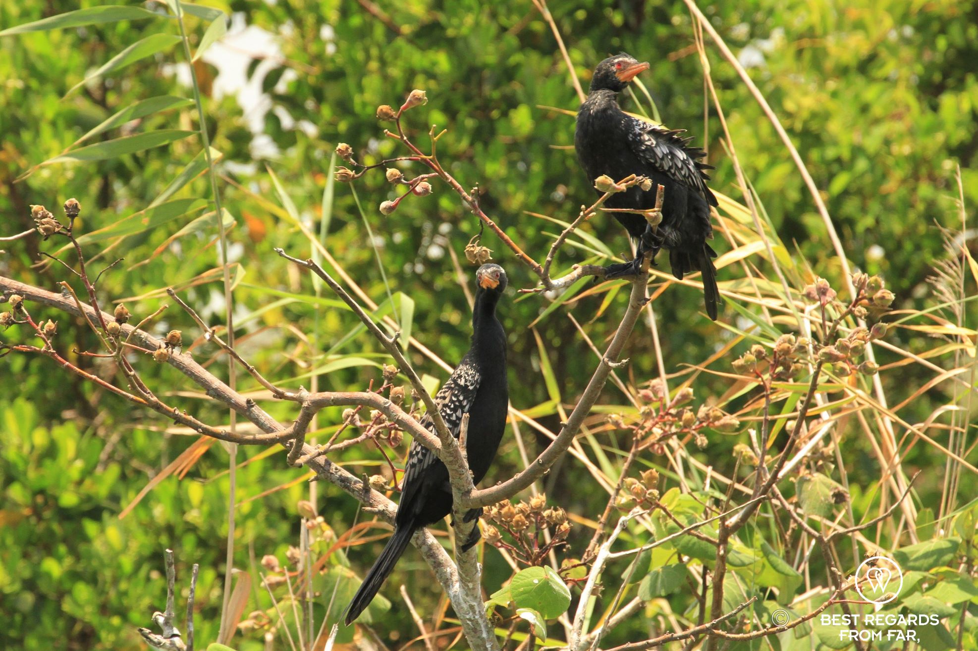 Cormorants in a tree, Kosi Bay, South Africa