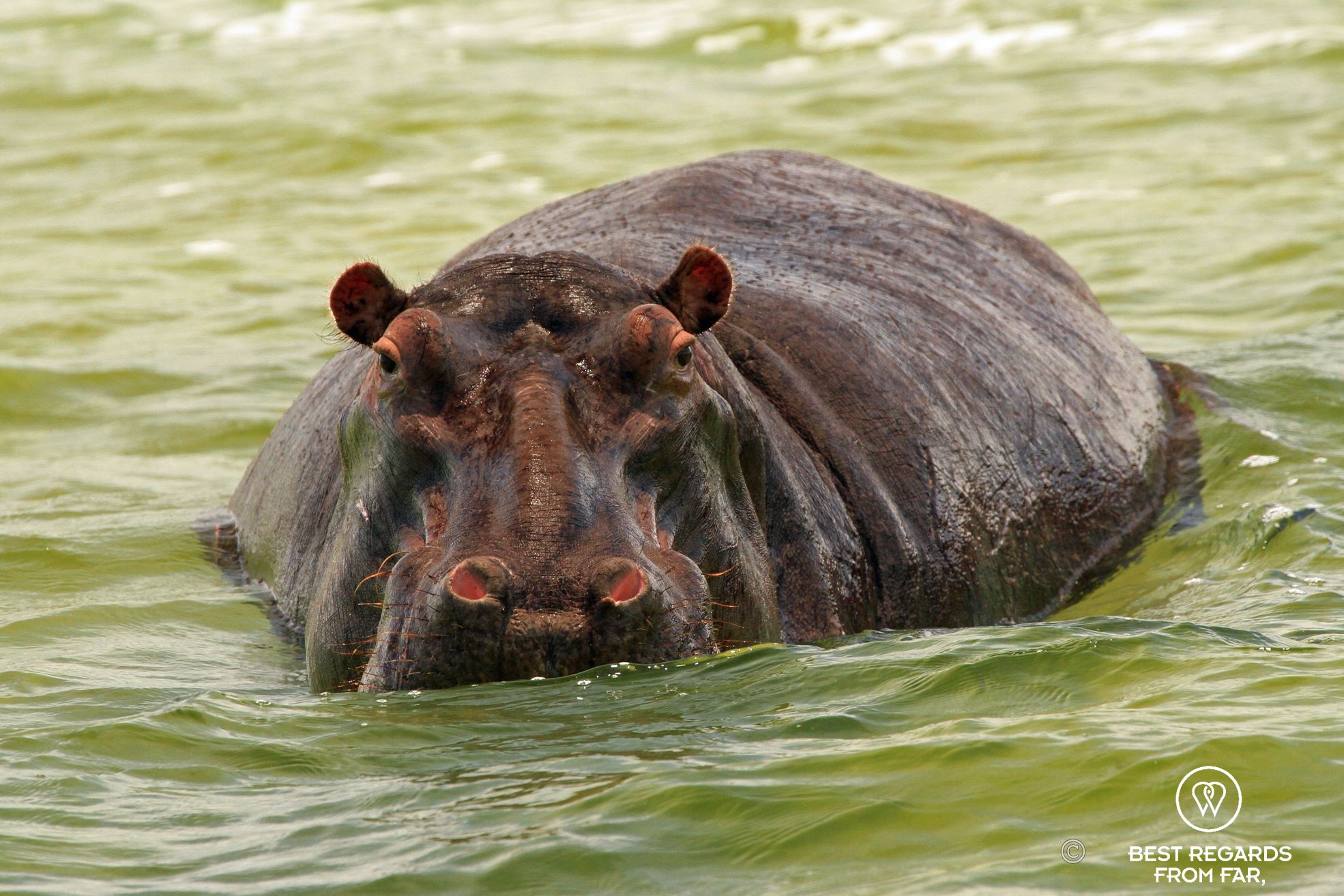 Close up of a hippo in the water with its hairs
