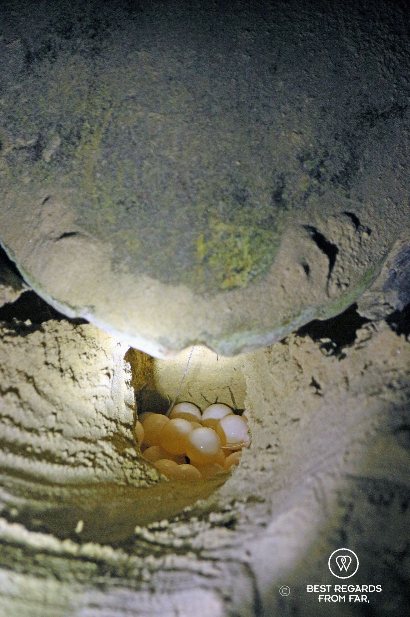 Loggerhead turtle laying her eggs, Kosi Bay, South Africa