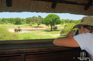 Observing the elephants at the water hole at Tembe Elephant Park, South Africa