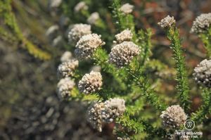 White fynbos blooming.