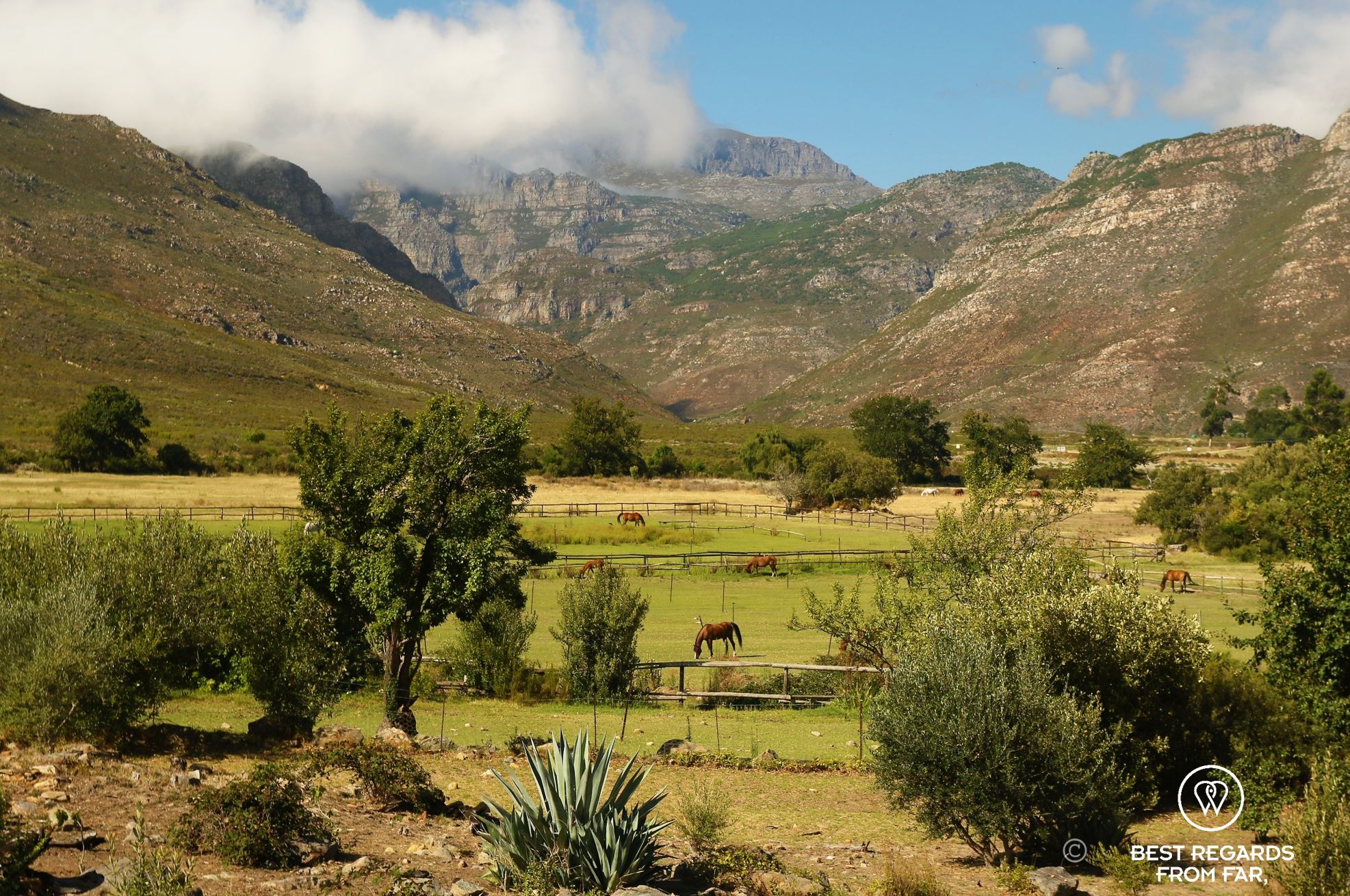 Horses in fields with mountains in the background, Franschhoek, South Africa