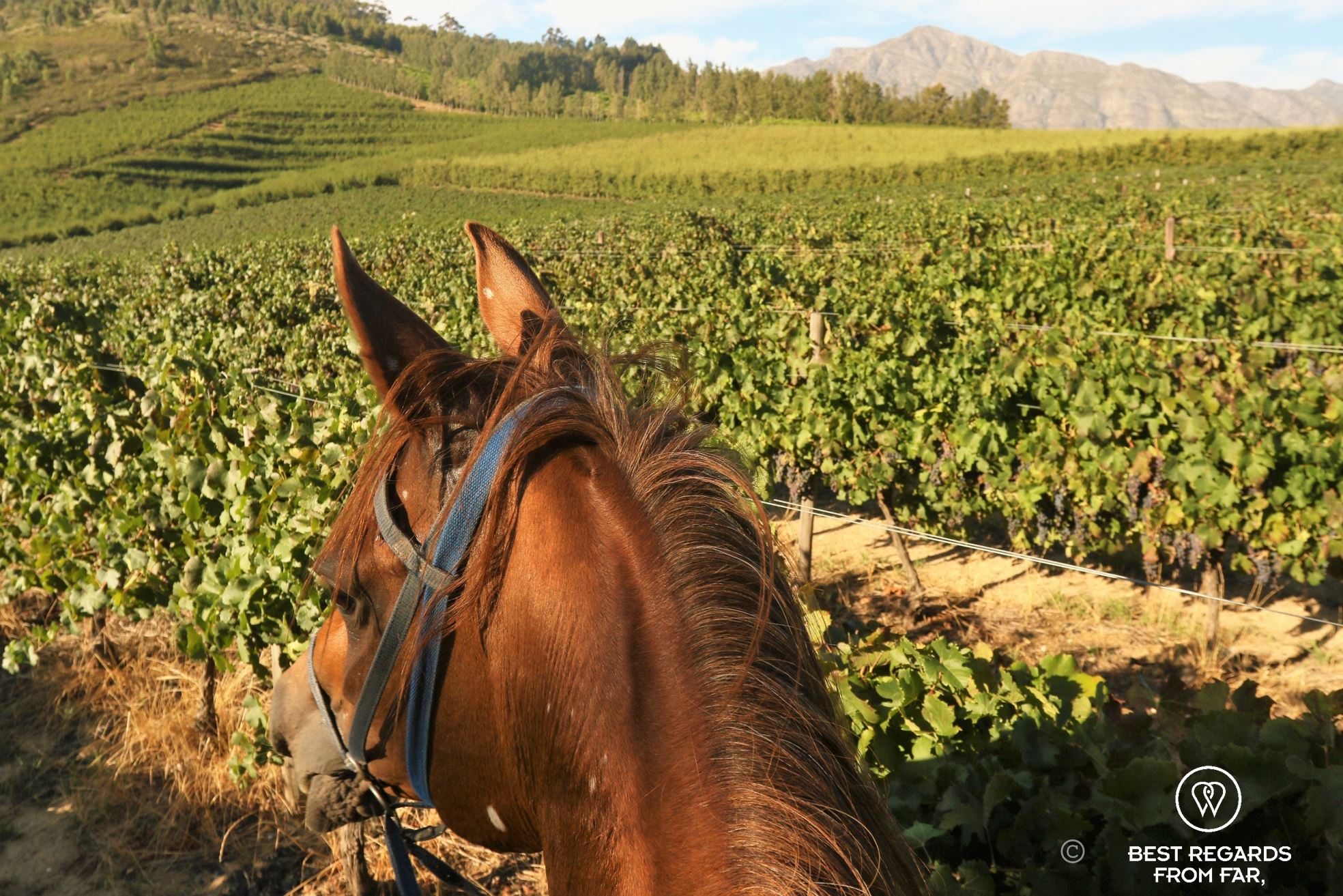 Head of a horse taken from the rider's position amongst the vineyards of Franschhoek