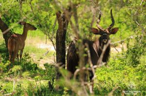 Male Nyala with large horns and his female behind in the bush, Tembe Elephant Park, South Africa.