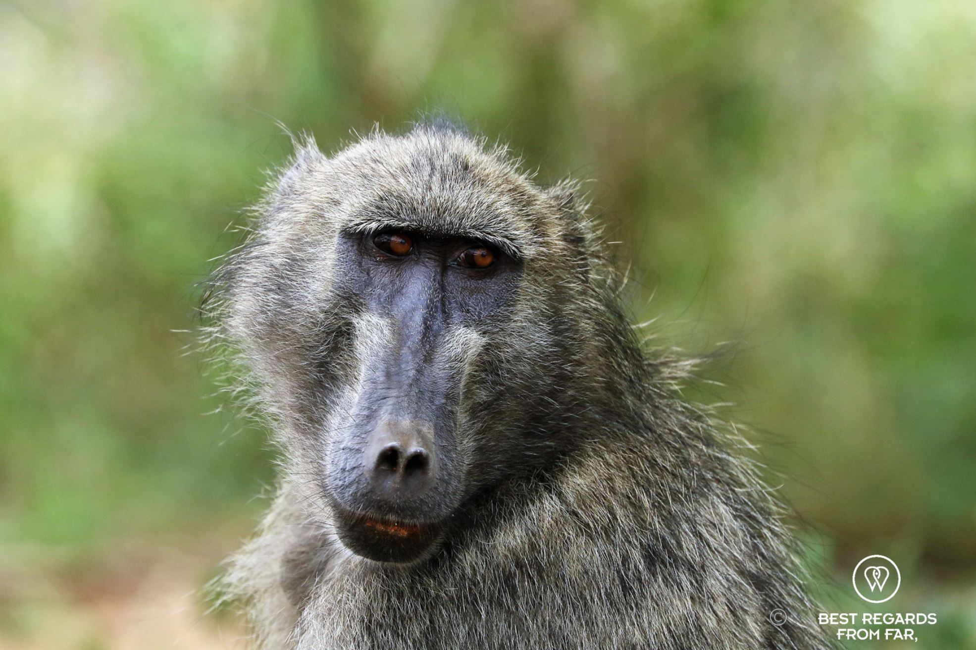 Portrait of a baboon in the wild with a green background, Kruger NP, South Africa.