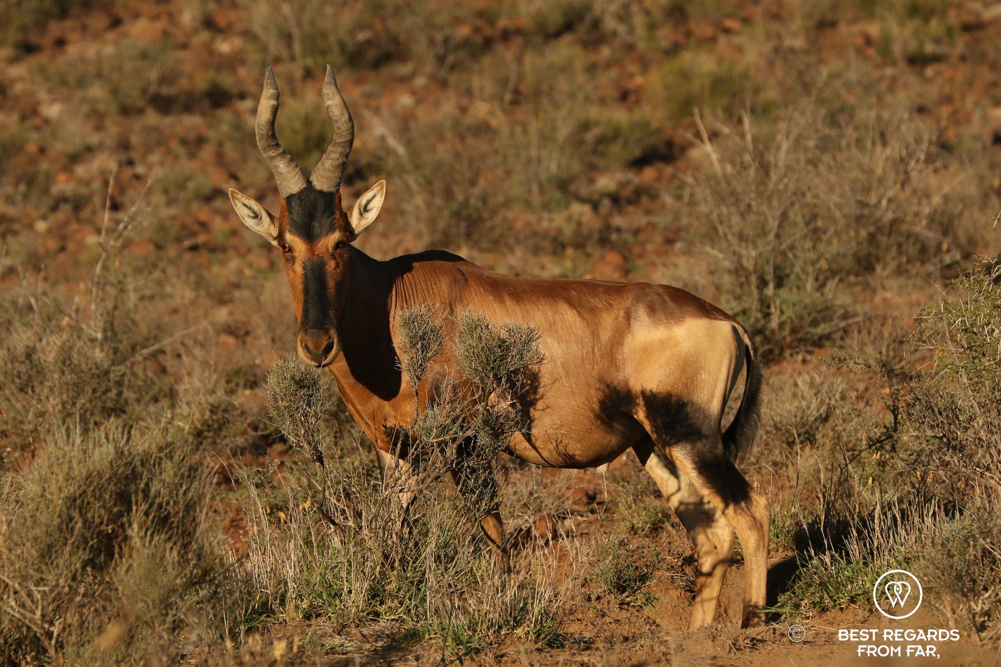Full portrait of a brown Blesbok in its natural envirnment of the Karoo National Park, South Africa.