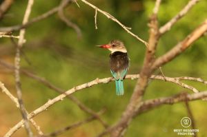 Brownhooded Kingfisher with red beak, brown back and blue tail, Mkhuze Game Reseve, South Africa