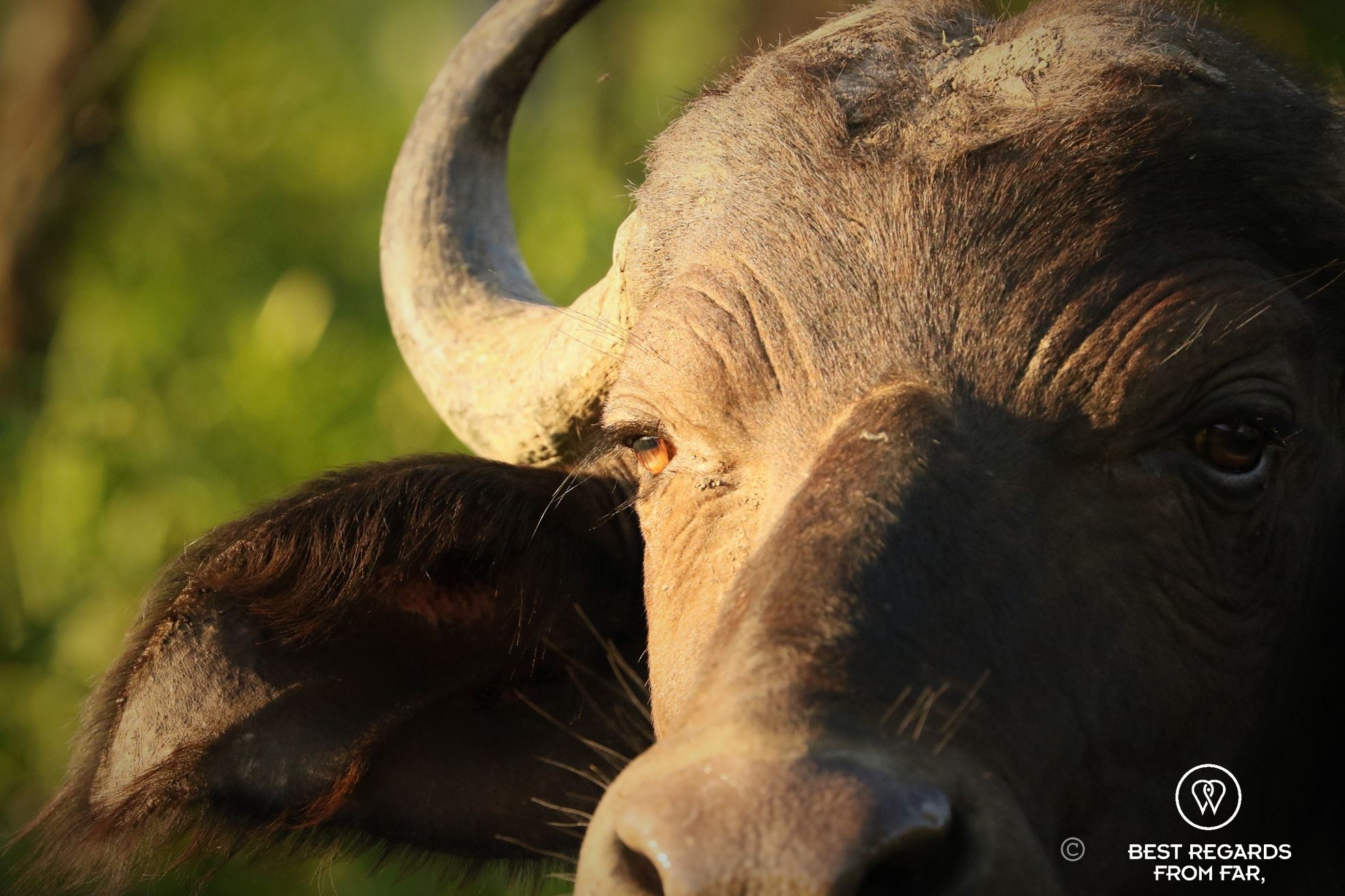 Close-up of the head of a buffalo in Hluhluwe iMfolozi, South Africa.
