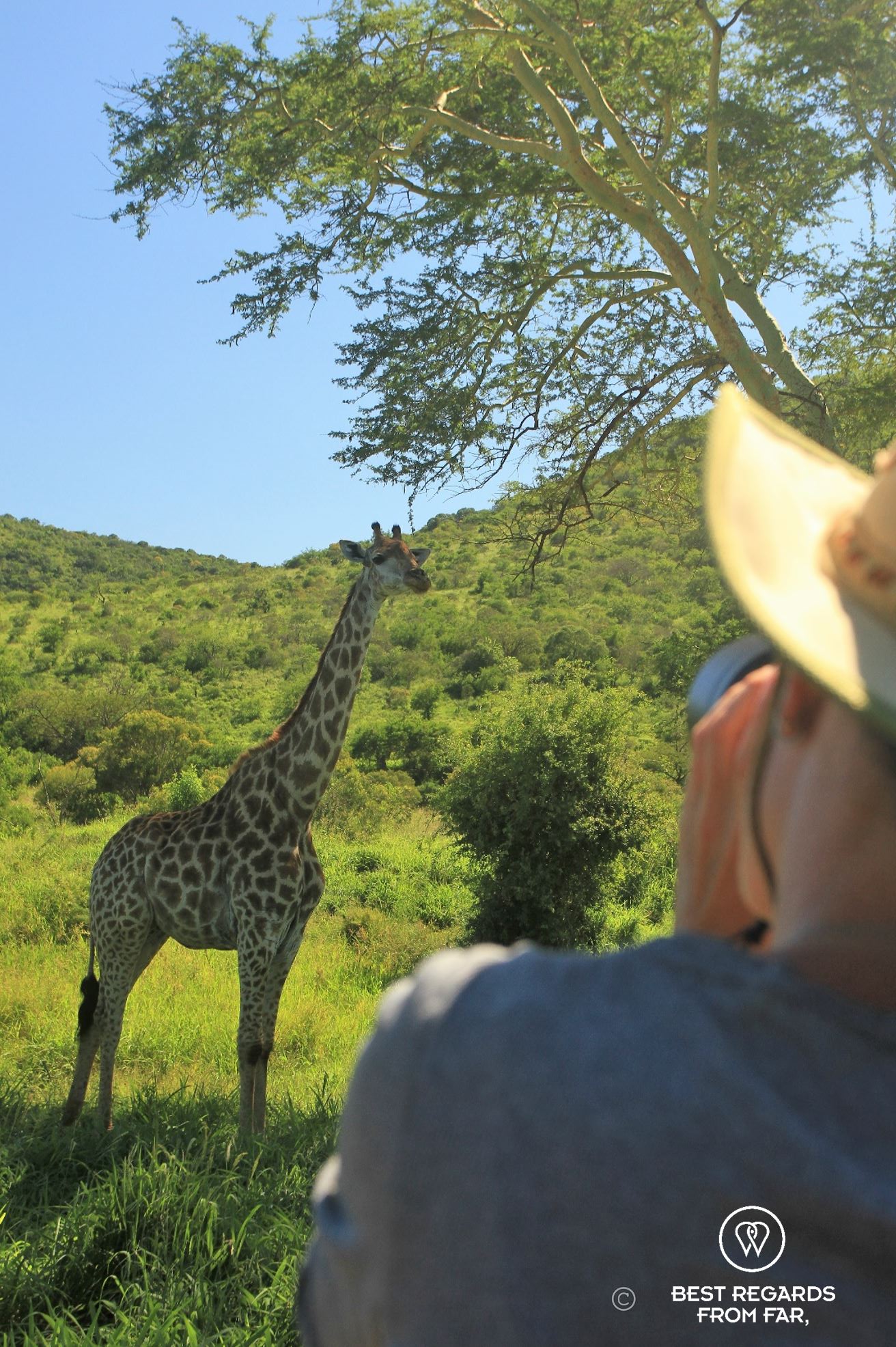 A giraffe under a fever tree, &Beyond Phinda Private Game Reserve, South Africa.