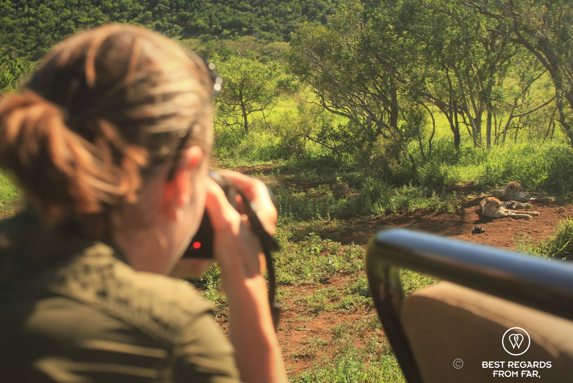 Writer and photographer Claire Lessiau photographing a cheetah family from a gane drive vehicle in Phinda Private Game Reserve, South Africa