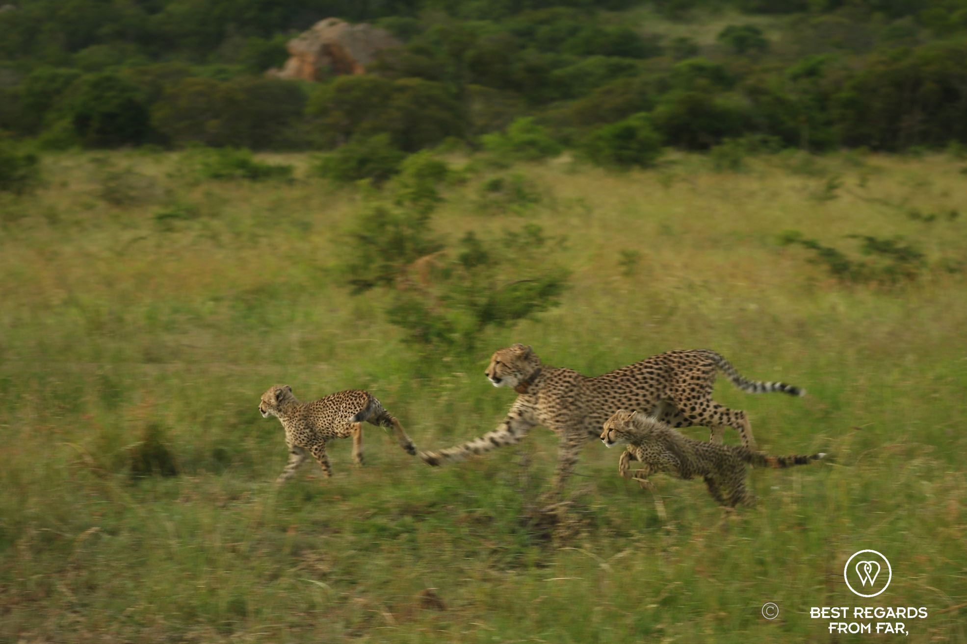 Two cheetah cubs playing with their mother, &Beyond Phinda Private Game Reserve, South Africa