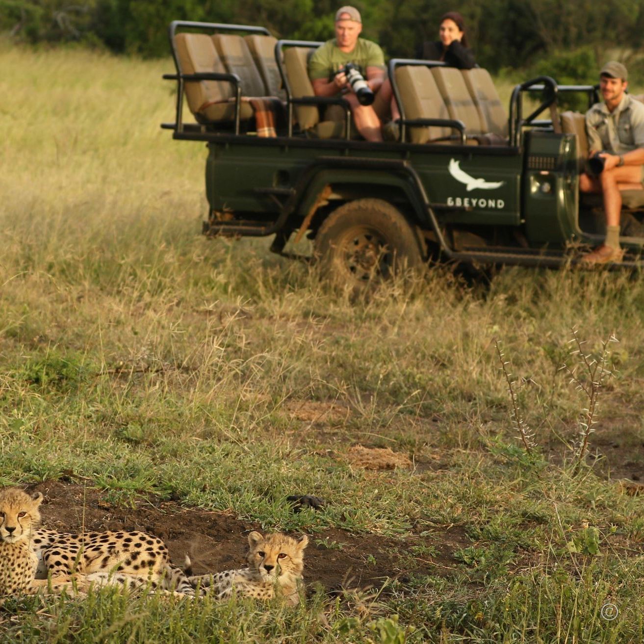 A couple observing a cheetah family from an &Beyond game drive vehicle with ranger and tracker at Phinda Private Game Reserve, South Africa.