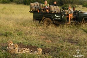 A couple observing a cheetah family from an &Beyond game drive vehicle with ranger and tracker at Phinda Private Game Reserve, South Africa.