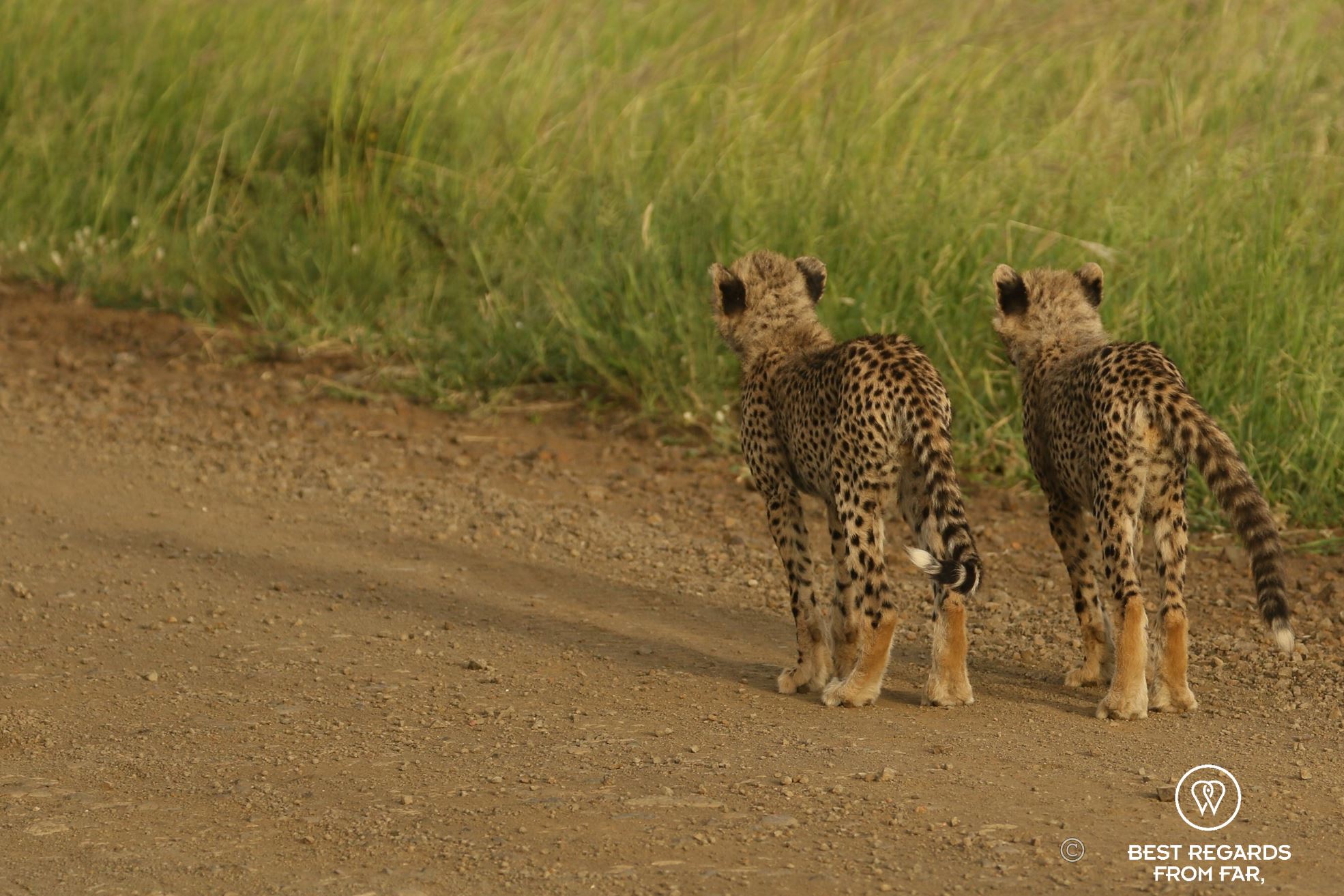Cheetah cubs, &Beyond Phinda Private Game Reserve, South Africa