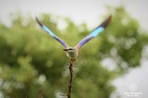 Colourful European Roller taking off with its blue and purple wings spread, Kruger NP, South Africa.