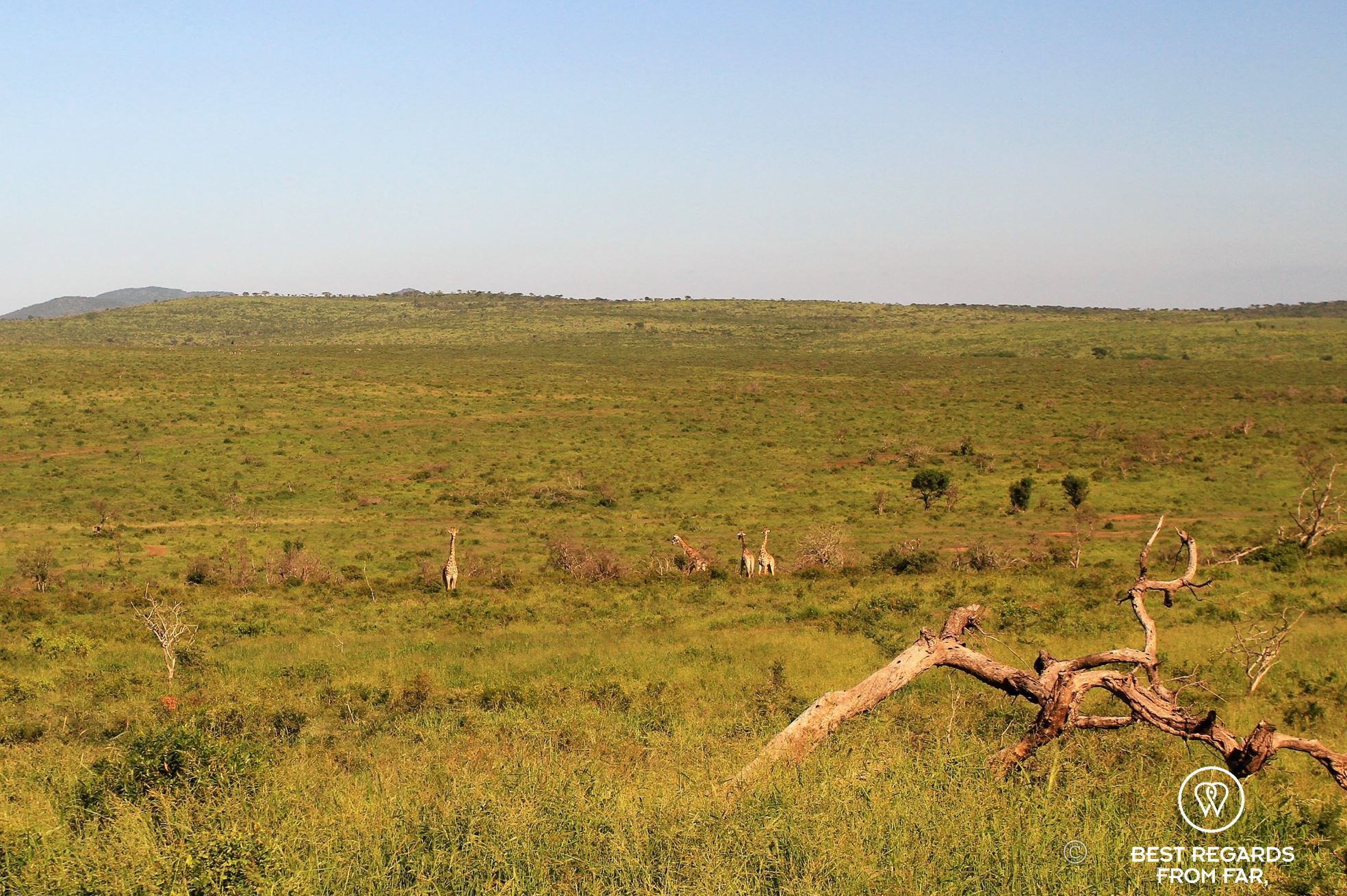 Giraffes in the bush at &Beyond Phinda Private Game Reserve, South Africa.