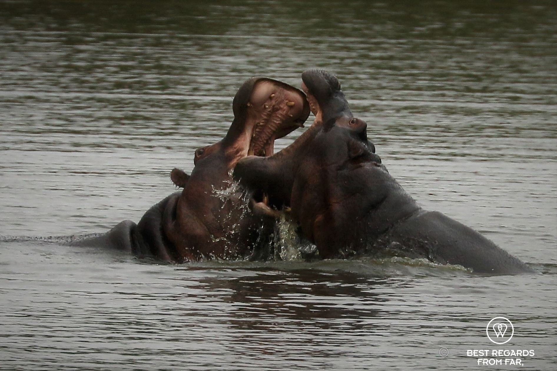 Two hippos with their mouths open fighting in the water, Kruger NP, South Africa.