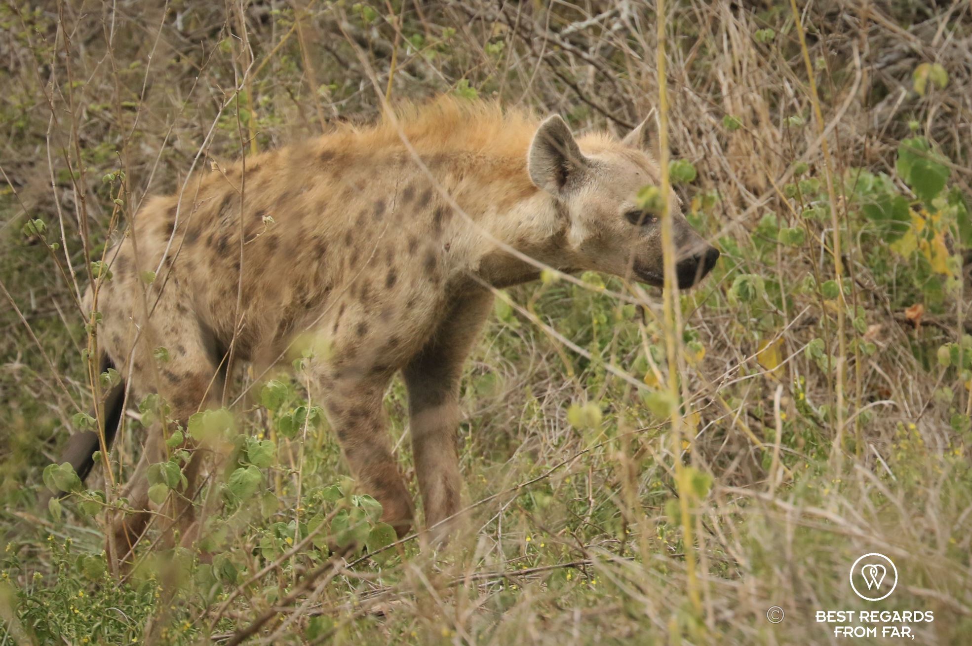 Spotted hyena, South Africa.
