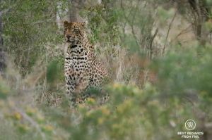 Leopard seated in the bush in the Kruger National Park, South Africa.