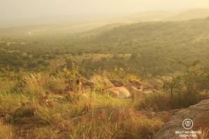 Lion pride resting on rocks at sunset Phinda Private Game Reserve, South Africa