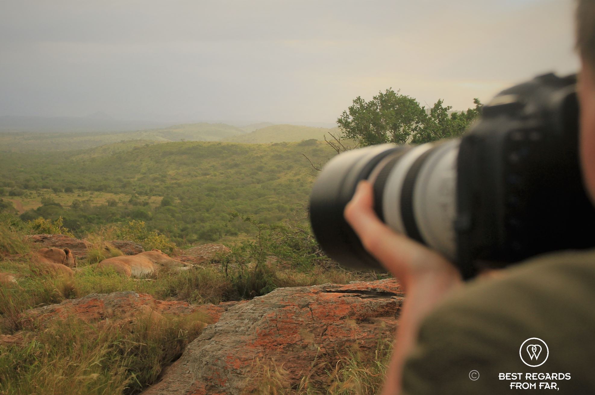 Photographer Claire Lessiau tasking a shot of lionesses on a rock at sunset at &Beyond Phinda Private Game Reserve, South Africa.