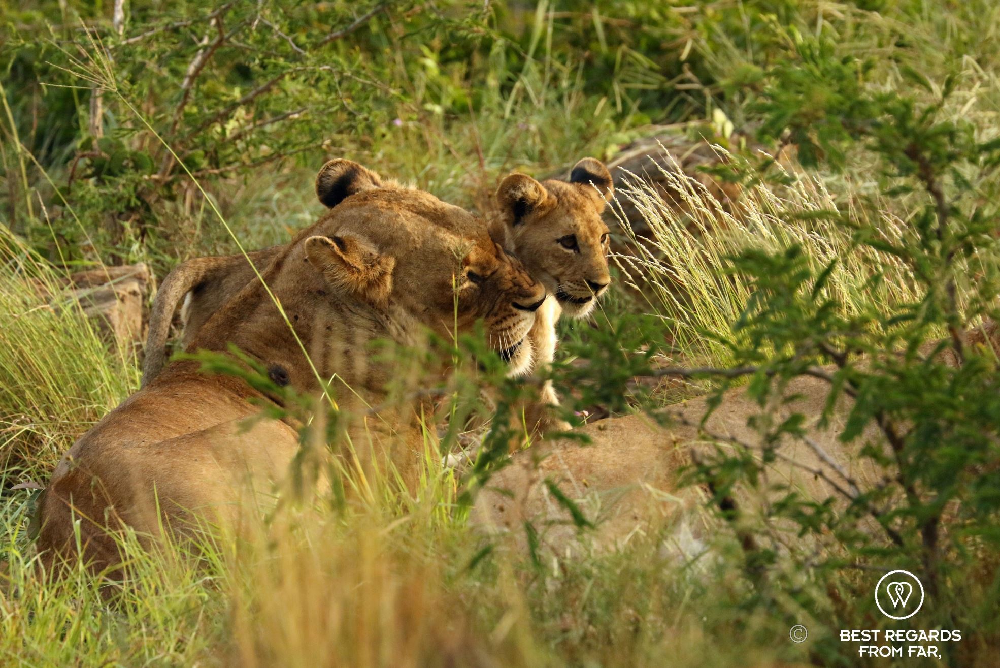 A lioness and her cub, &Beyond Phinda Private Game Reserve, South Africa.