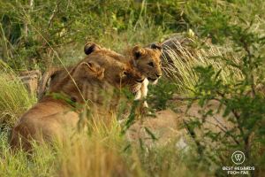 A lioness and her cub, &Beyond Phinda Private Game Reserve, South Africa.