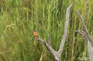 Malachite Kingfisher on dead branch with green background, Kruger NP, South Africa
