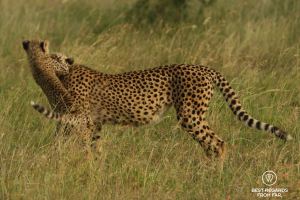 Cheetah cub jumping on its mother's head, andBeyond Phinda Private Game Reserve, South Africa