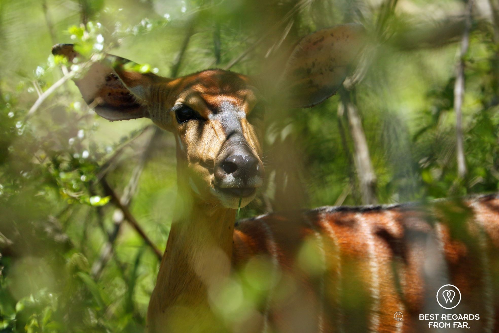Nyala in the bush, &Beyond Phinda Private Game Reserve, South Africa.