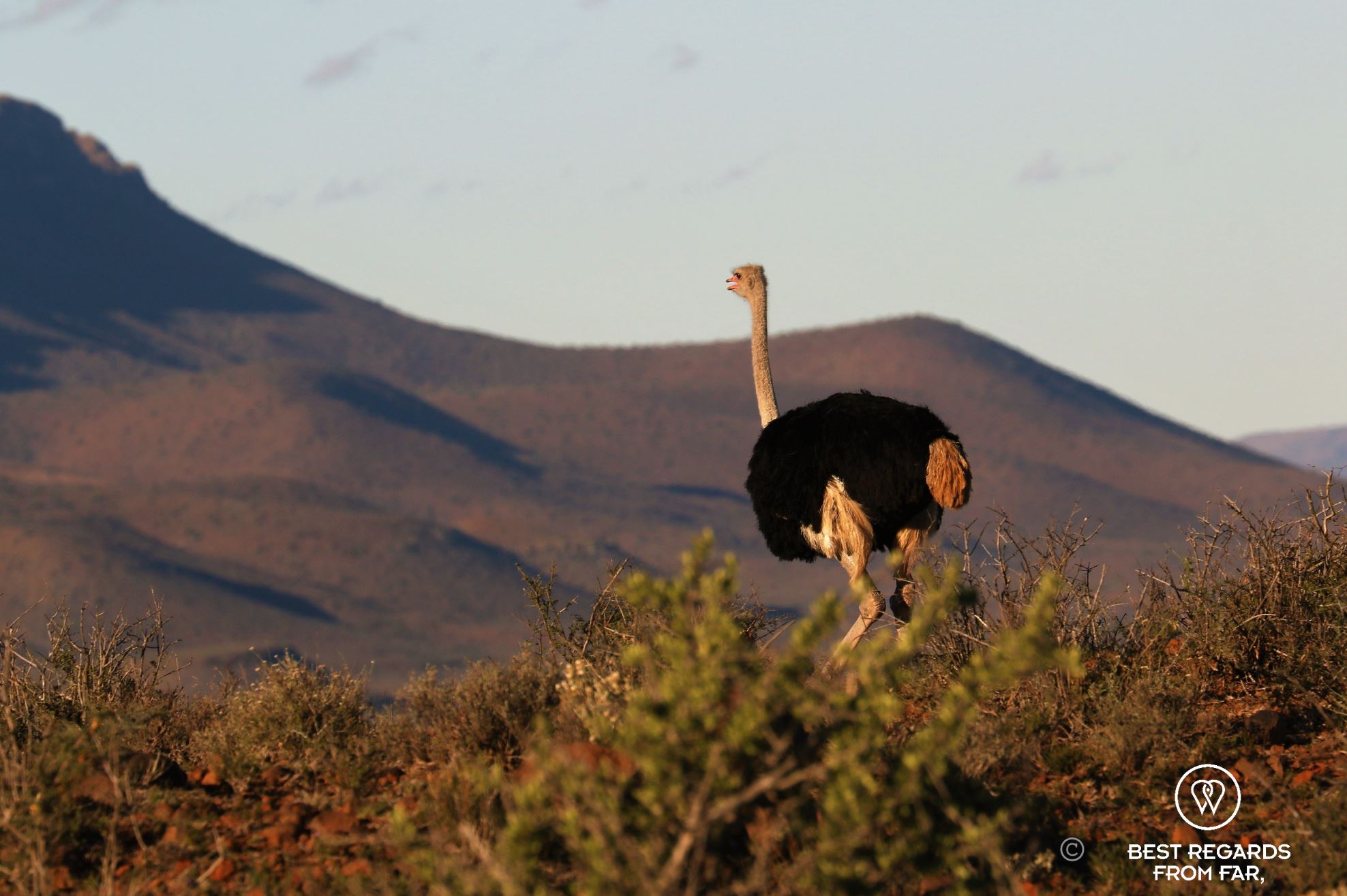 Black male ostrich overlooking the hills of the Karoo NP, South Africa.