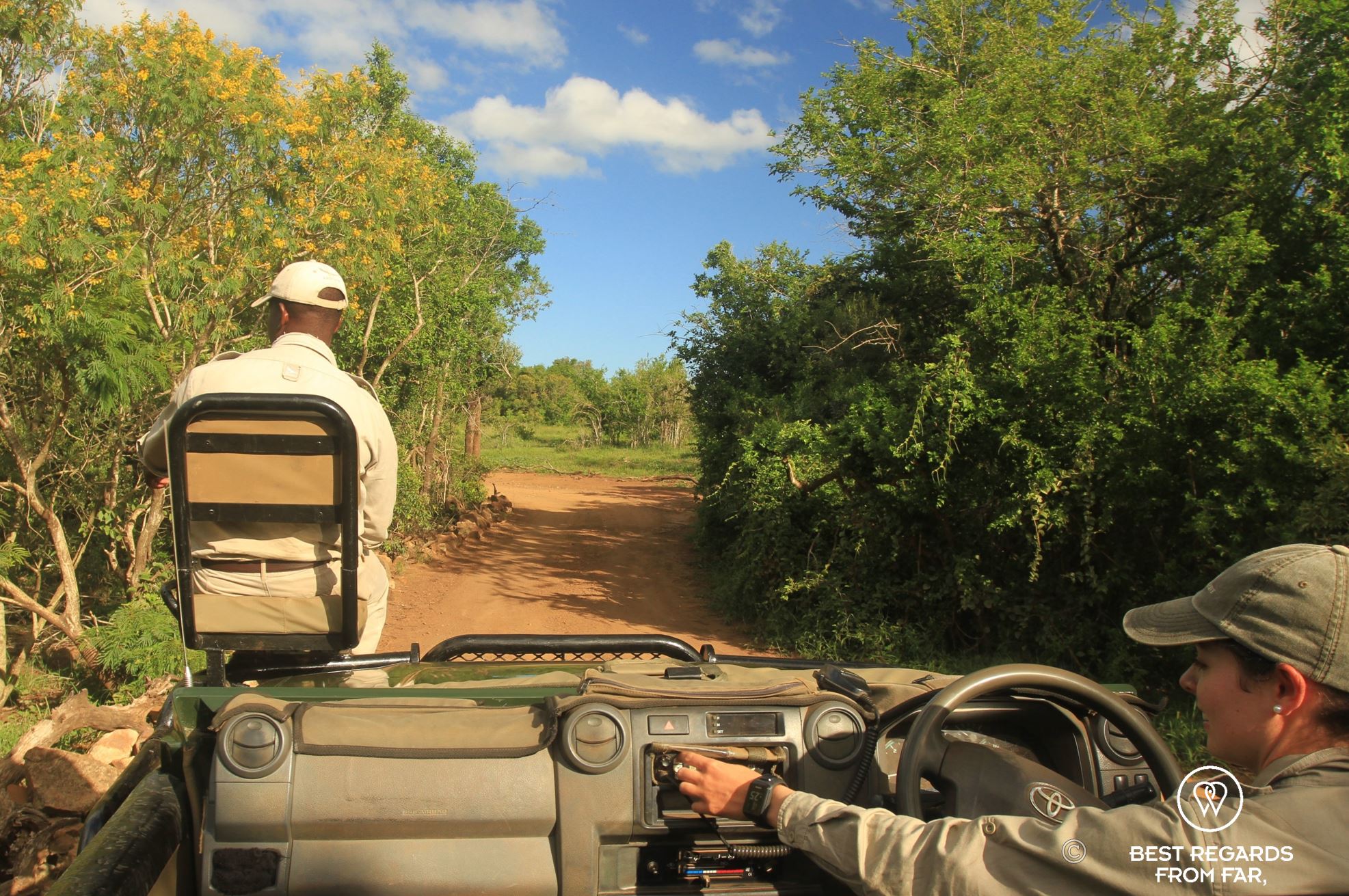 Track in front of the car and female ranger driving a game drive vehicle through the green bush on a sunny day.
